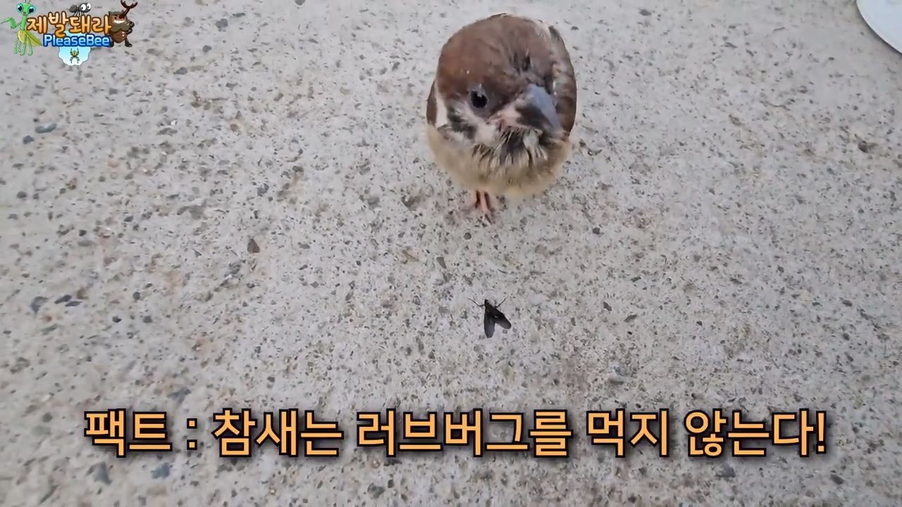 정말 참새가 러브버그를 먹을까? 논란의 종지부