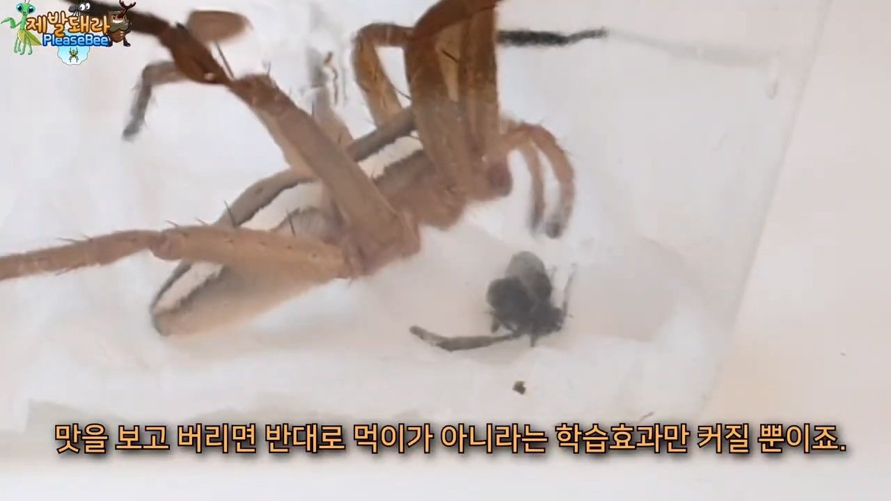 정말 참새가 러브버그를 먹을까? 논란의 종지부