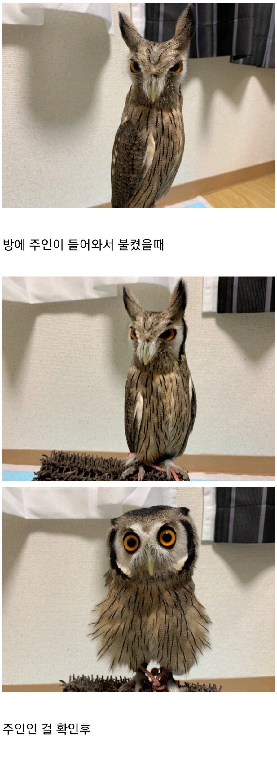 부엉이 키우면 볼 수 있는 장면