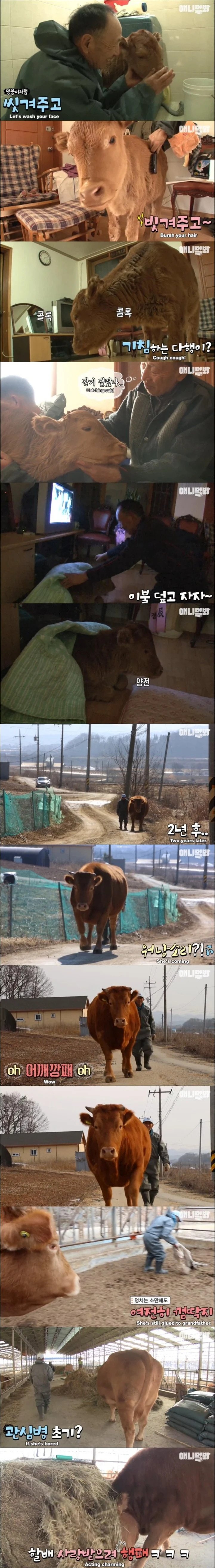 할아버지가 지극정성으로 키우던 송아지 근황.