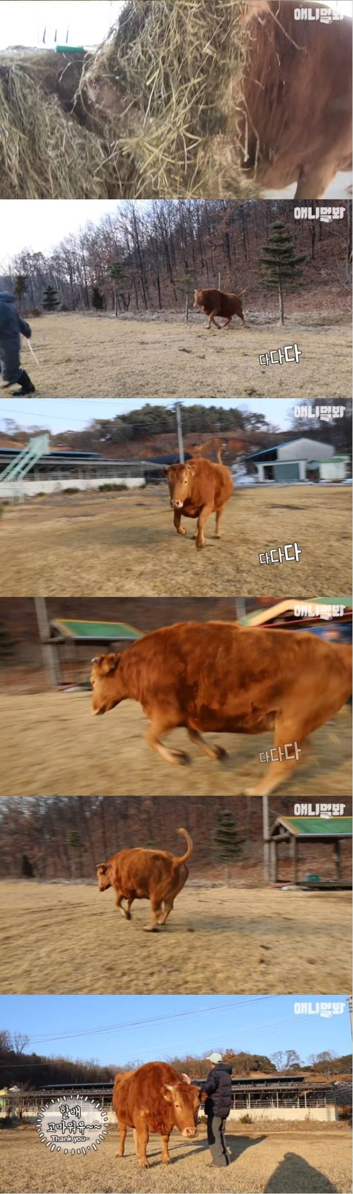 할아버지가 지극정성으로 키우던 송아지 근황.