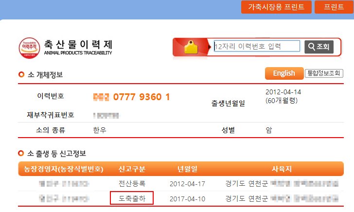 할아버지가 지극정성으로 키우던 송아지 근황.