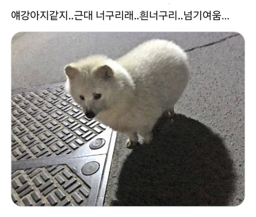 할아버지가 산에서 주워온 개
