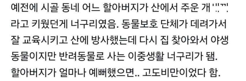 할아버지가 산에서 주워온 개