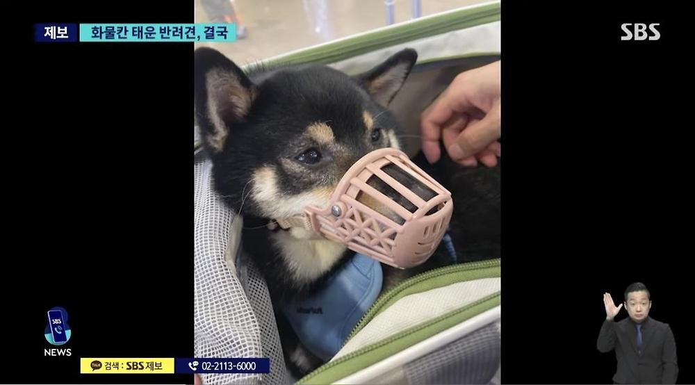 항공기 화물칸 반려동물 폐사