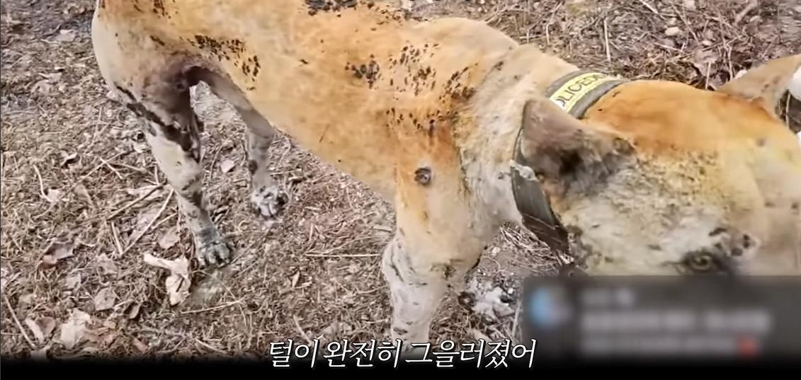 약혐) 최초 물고기 피부 이식술로 구사일생한 경북 괴물 산불 피해 강아지