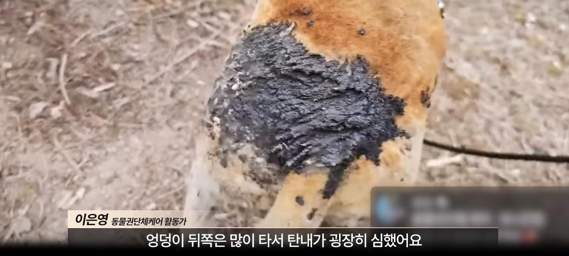 약혐) 최초 물고기 피부 이식술로 구사일생한 경북 괴물 산불 피해 강아지