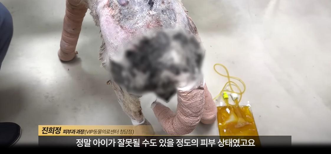 약혐) 최초 물고기 피부 이식술로 구사일생한 경북 괴물 산불 피해 강아지