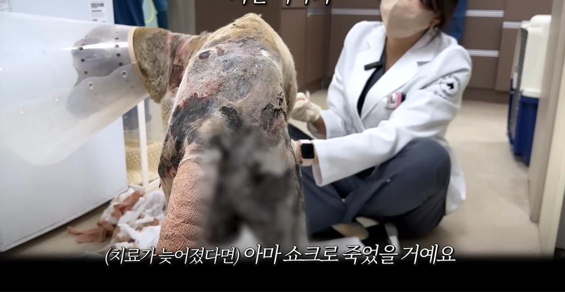 약혐) 최초 물고기 피부 이식술로 구사일생한 경북 괴물 산불 피해 강아지