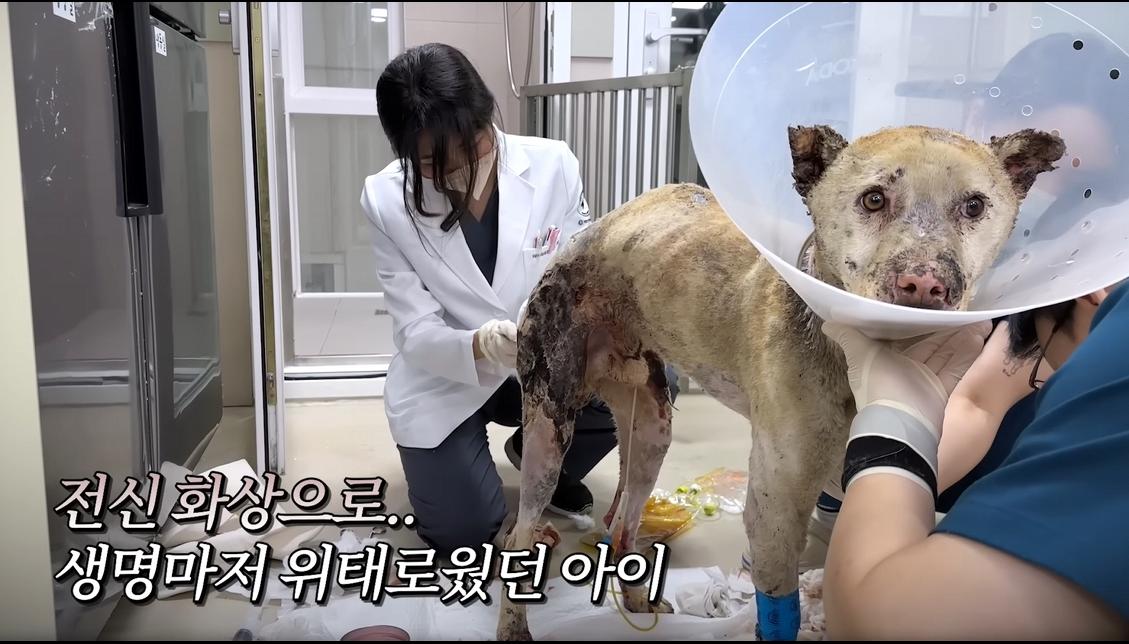 약혐) 최초 물고기 피부 이식술로 구사일생한 경북 괴물 산불 피해 강아지