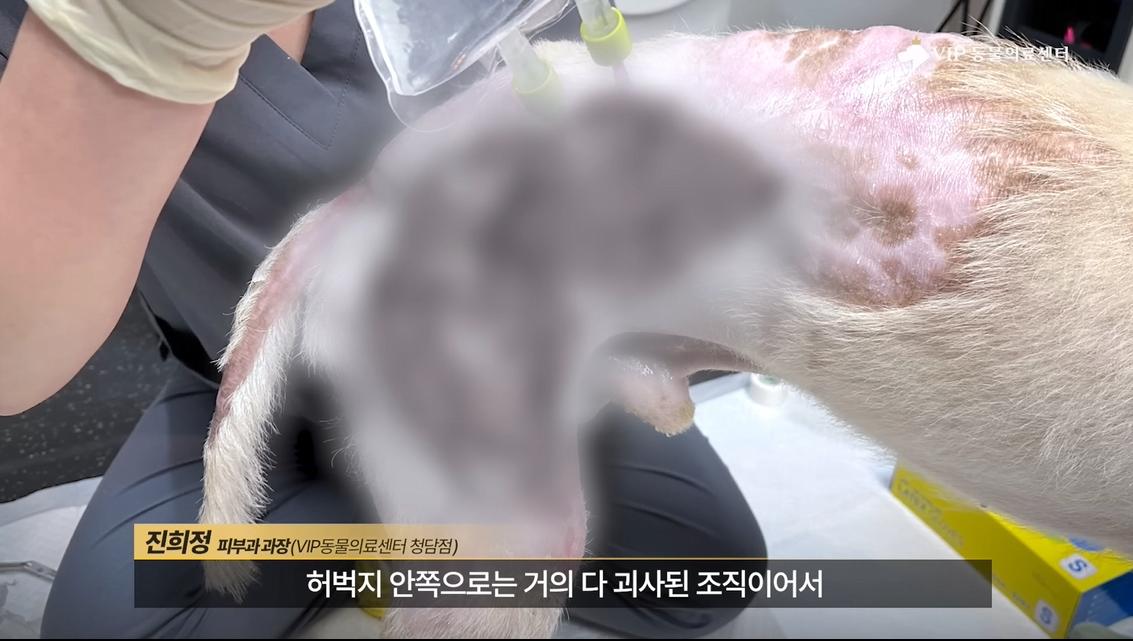 약혐) 최초 물고기 피부 이식술로 구사일생한 경북 괴물 산불 피해 강아지