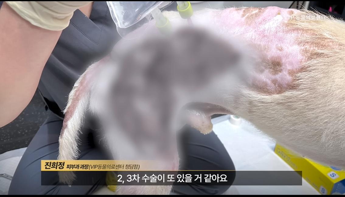 약혐) 최초 물고기 피부 이식술로 구사일생한 경북 괴물 산불 피해 강아지
