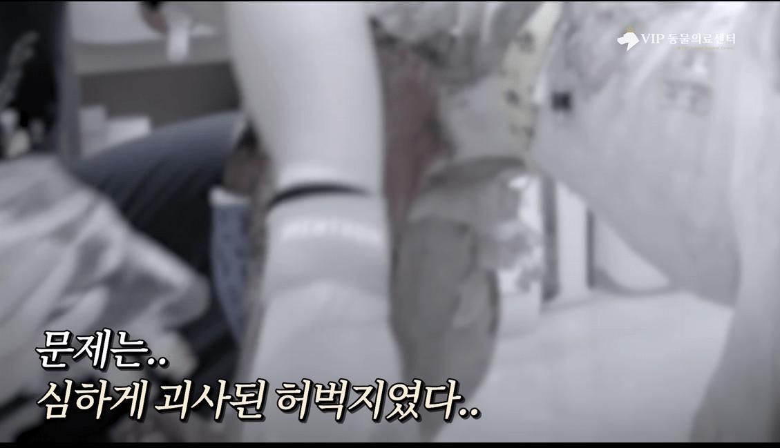약혐) 최초 물고기 피부 이식술로 구사일생한 경북 괴물 산불 피해 강아지