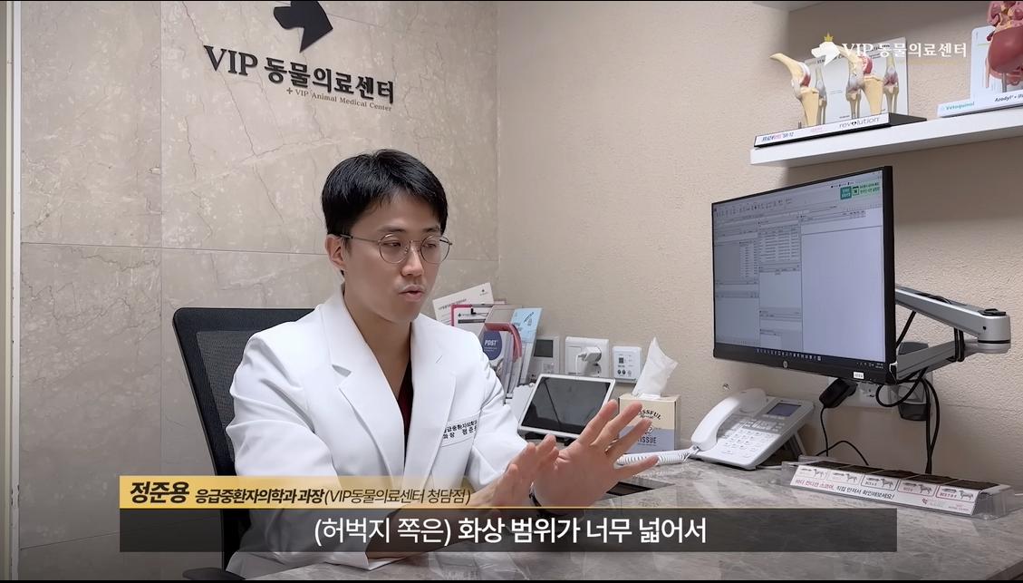 약혐) 최초 물고기 피부 이식술로 구사일생한 경북 괴물 산불 피해 강아지