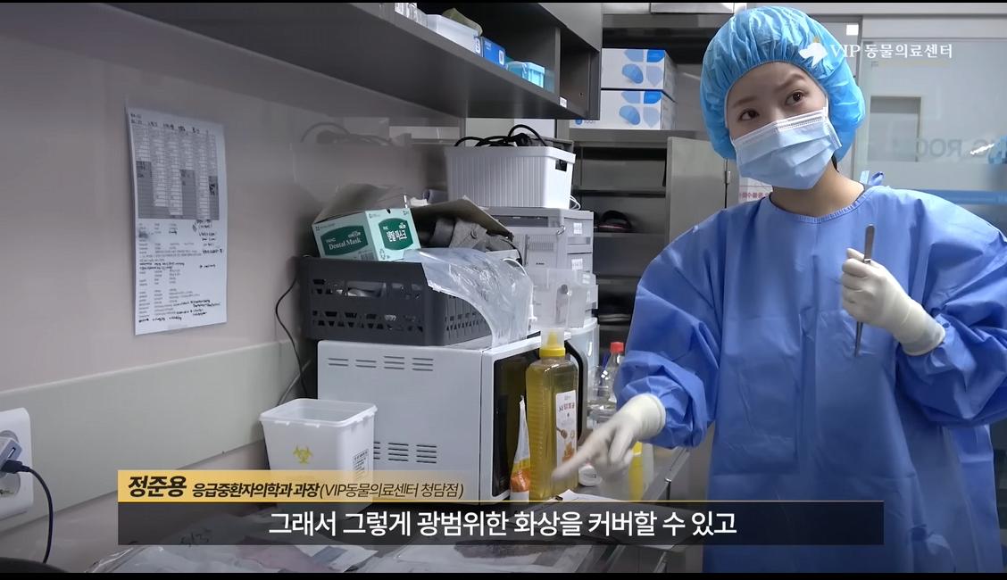 약혐) 최초 물고기 피부 이식술로 구사일생한 경북 괴물 산불 피해 강아지