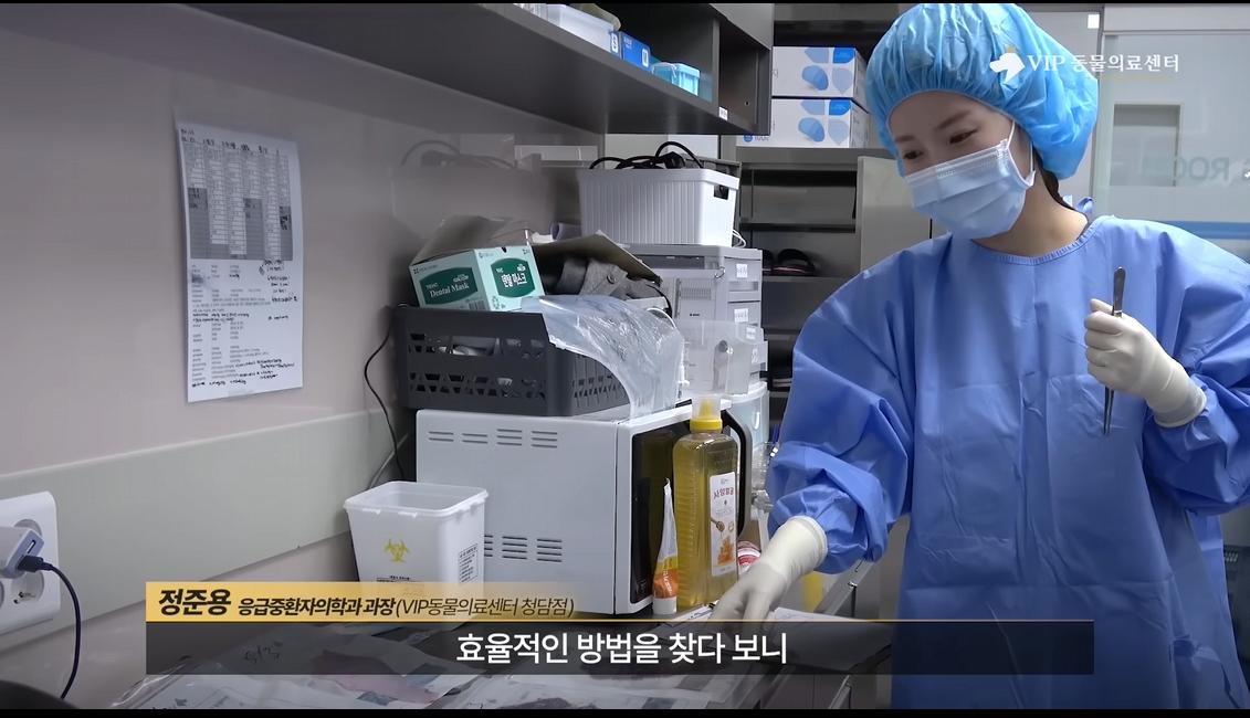 약혐) 최초 물고기 피부 이식술로 구사일생한 경북 괴물 산불 피해 강아지