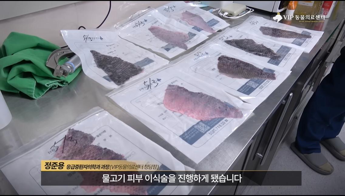 약혐) 최초 물고기 피부 이식술로 구사일생한 경북 괴물 산불 피해 강아지