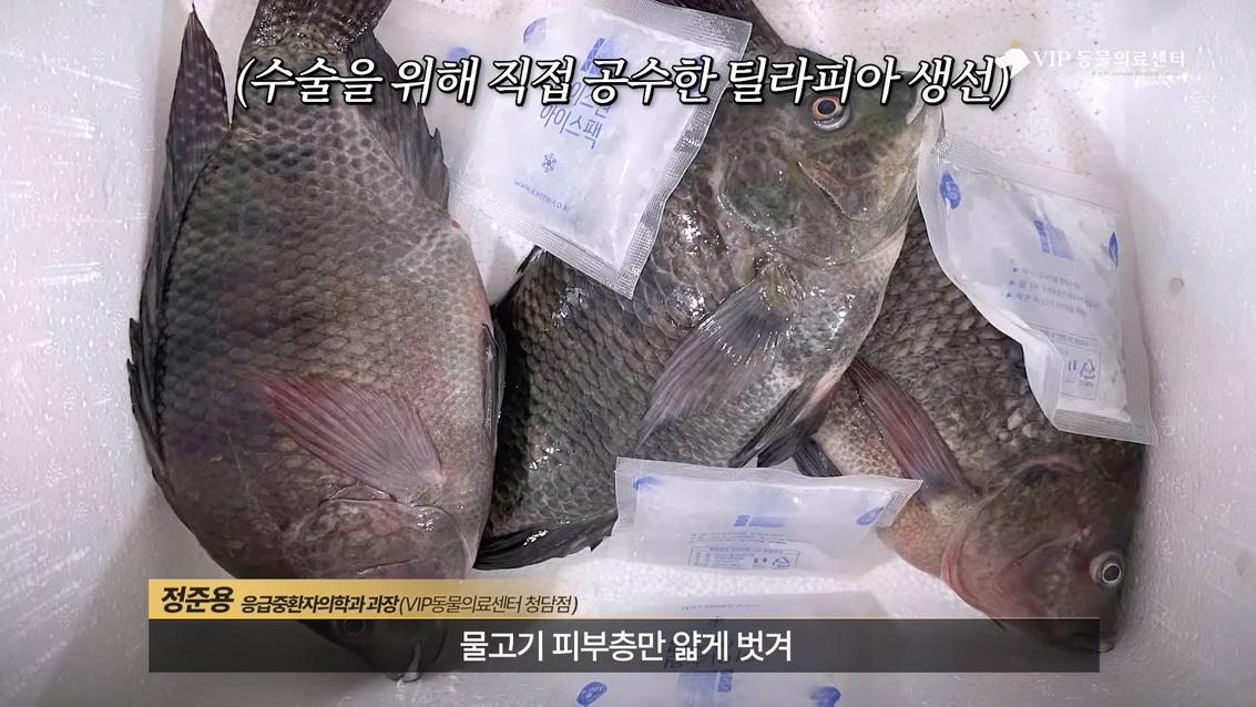 약혐) 최초 물고기 피부 이식술로 구사일생한 경북 괴물 산불 피해 강아지