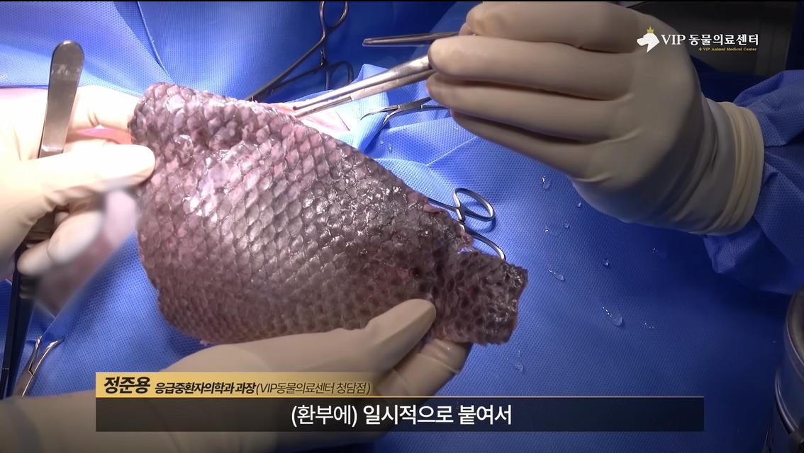 약혐) 최초 물고기 피부 이식술로 구사일생한 경북 괴물 산불 피해 강아지