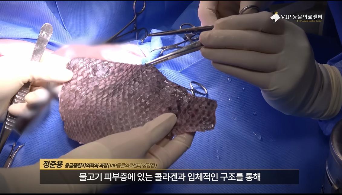 약혐) 최초 물고기 피부 이식술로 구사일생한 경북 괴물 산불 피해 강아지
