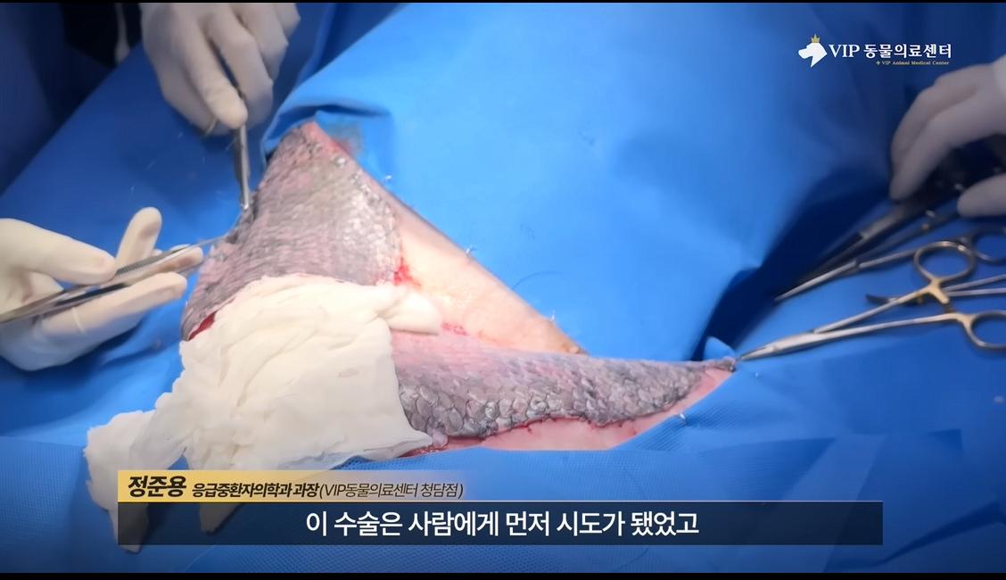 약혐) 최초 물고기 피부 이식술로 구사일생한 경북 괴물 산불 피해 강아지