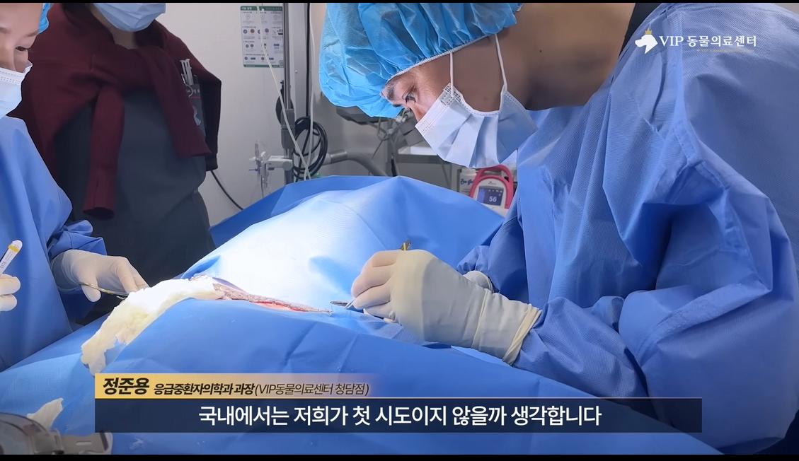 약혐) 최초 물고기 피부 이식술로 구사일생한 경북 괴물 산불 피해 강아지