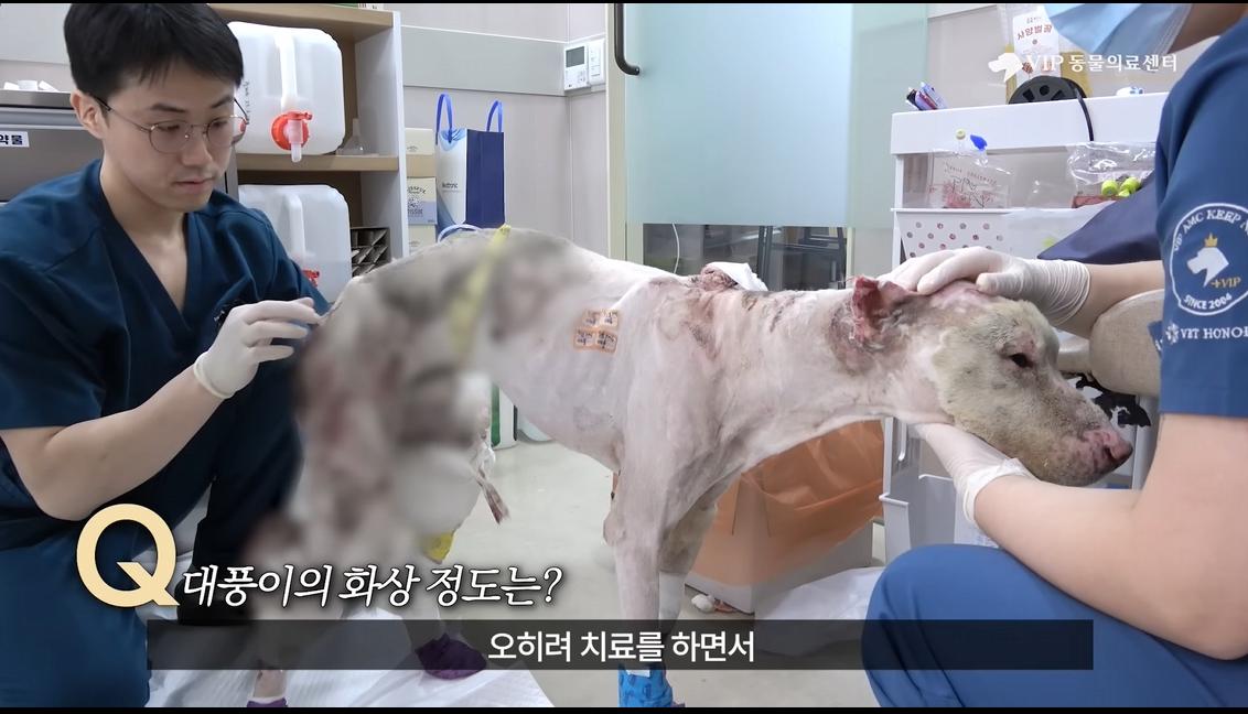 약혐) 최초 물고기 피부 이식술로 구사일생한 경북 괴물 산불 피해 강아지