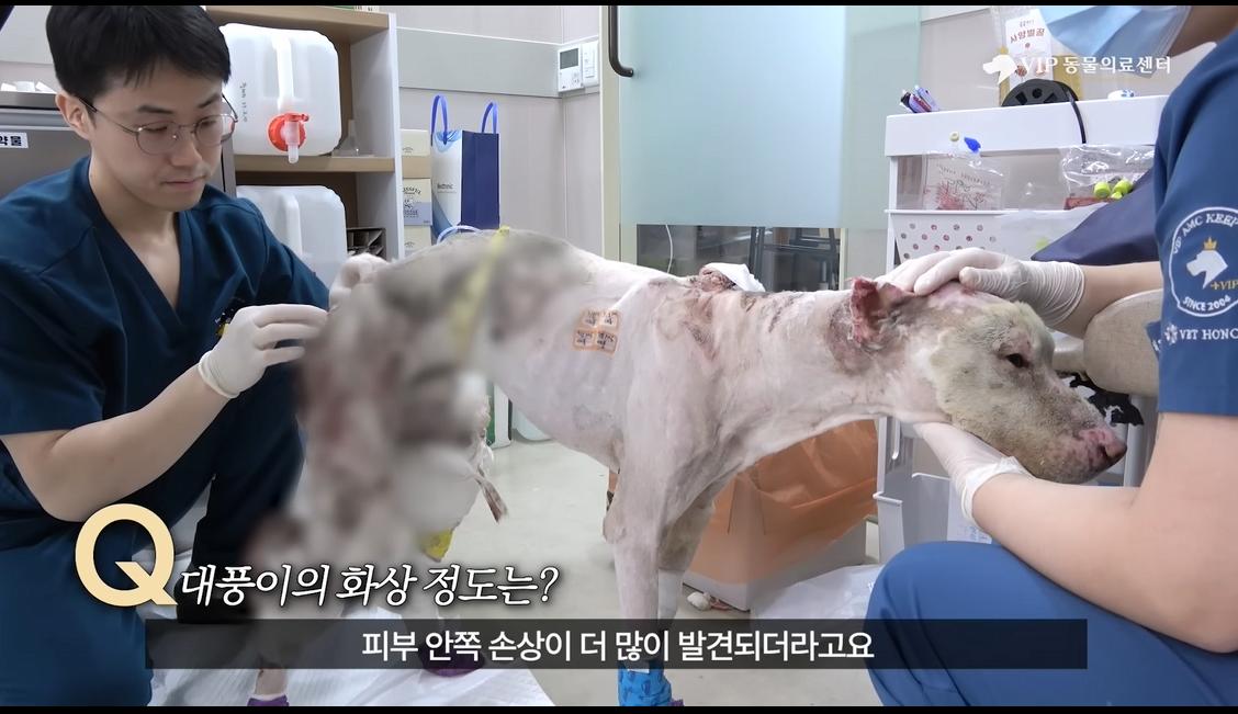 약혐) 최초 물고기 피부 이식술로 구사일생한 경북 괴물 산불 피해 강아지