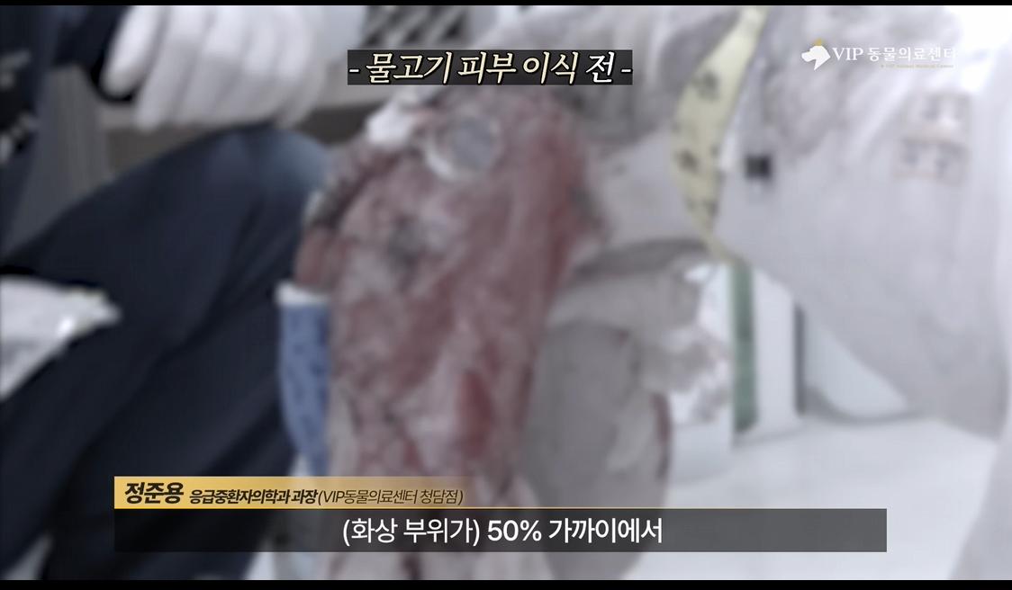 약혐) 최초 물고기 피부 이식술로 구사일생한 경북 괴물 산불 피해 강아지
