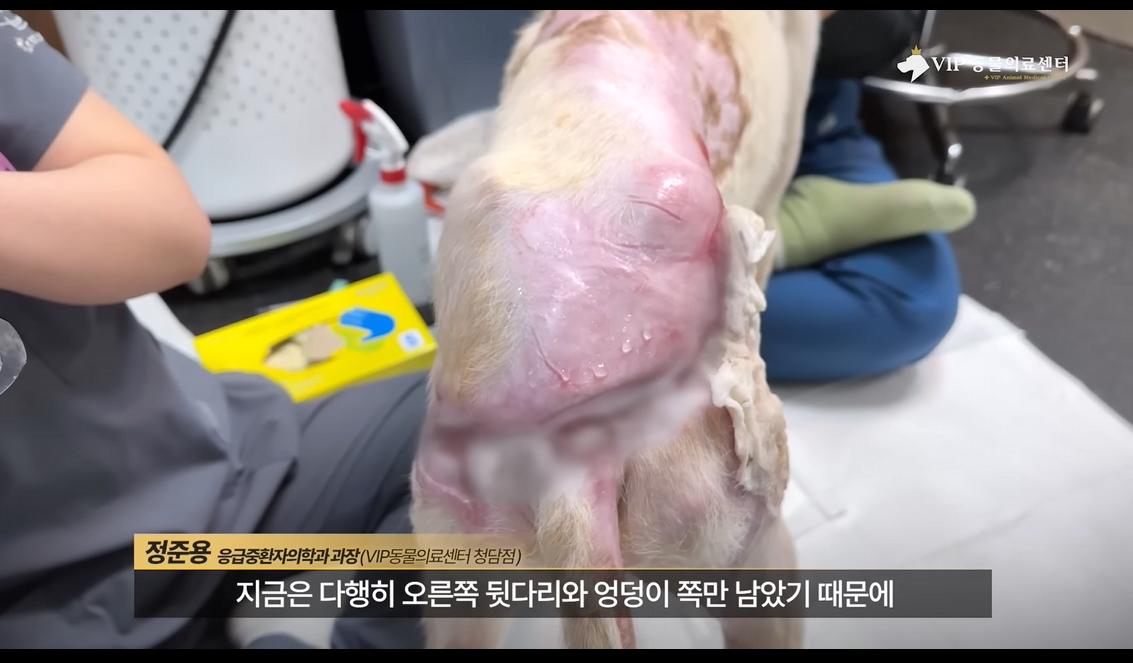 약혐) 최초 물고기 피부 이식술로 구사일생한 경북 괴물 산불 피해 강아지