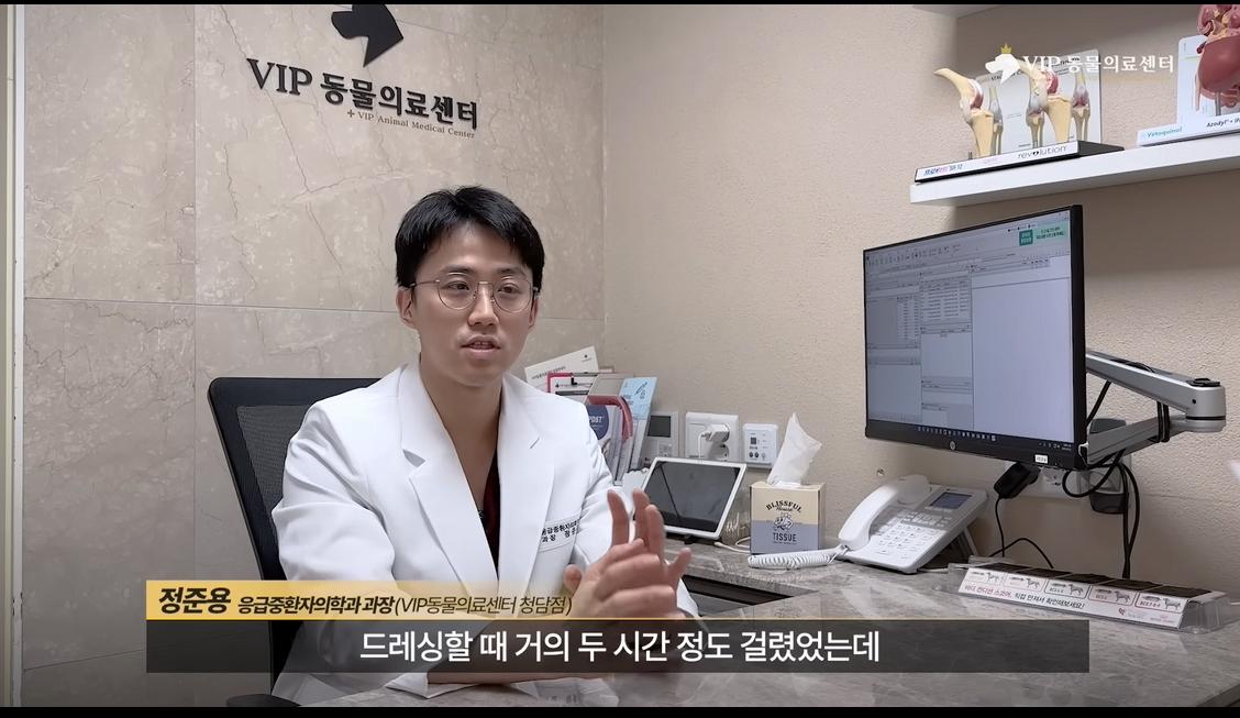 약혐) 최초 물고기 피부 이식술로 구사일생한 경북 괴물 산불 피해 강아지