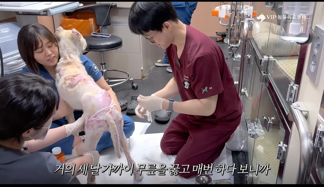 약혐) 최초 물고기 피부 이식술로 구사일생한 경북 괴물 산불 피해 강아지