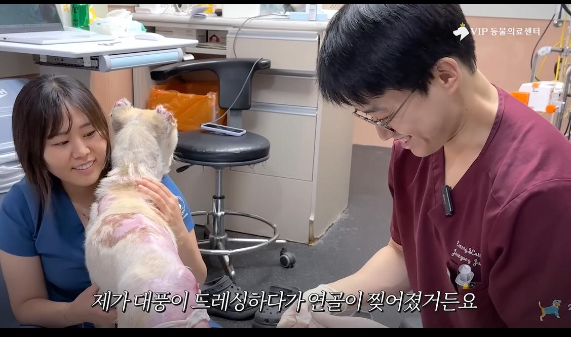 약혐) 최초 물고기 피부 이식술로 구사일생한 경북 괴물 산불 피해 강아지
