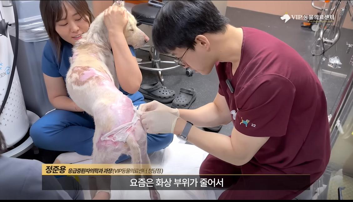 약혐) 최초 물고기 피부 이식술로 구사일생한 경북 괴물 산불 피해 강아지
