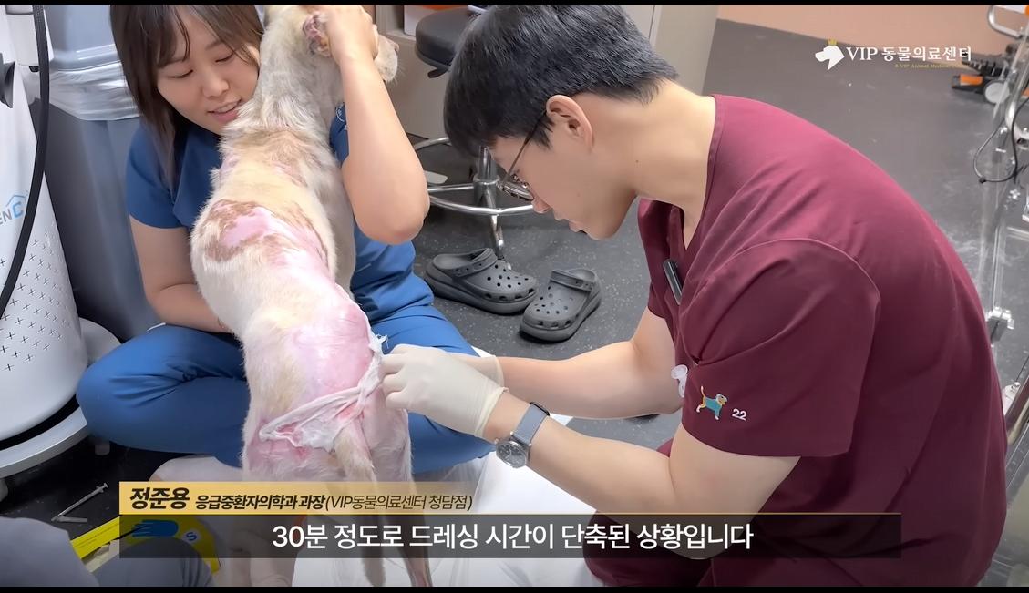 약혐) 최초 물고기 피부 이식술로 구사일생한 경북 괴물 산불 피해 강아지