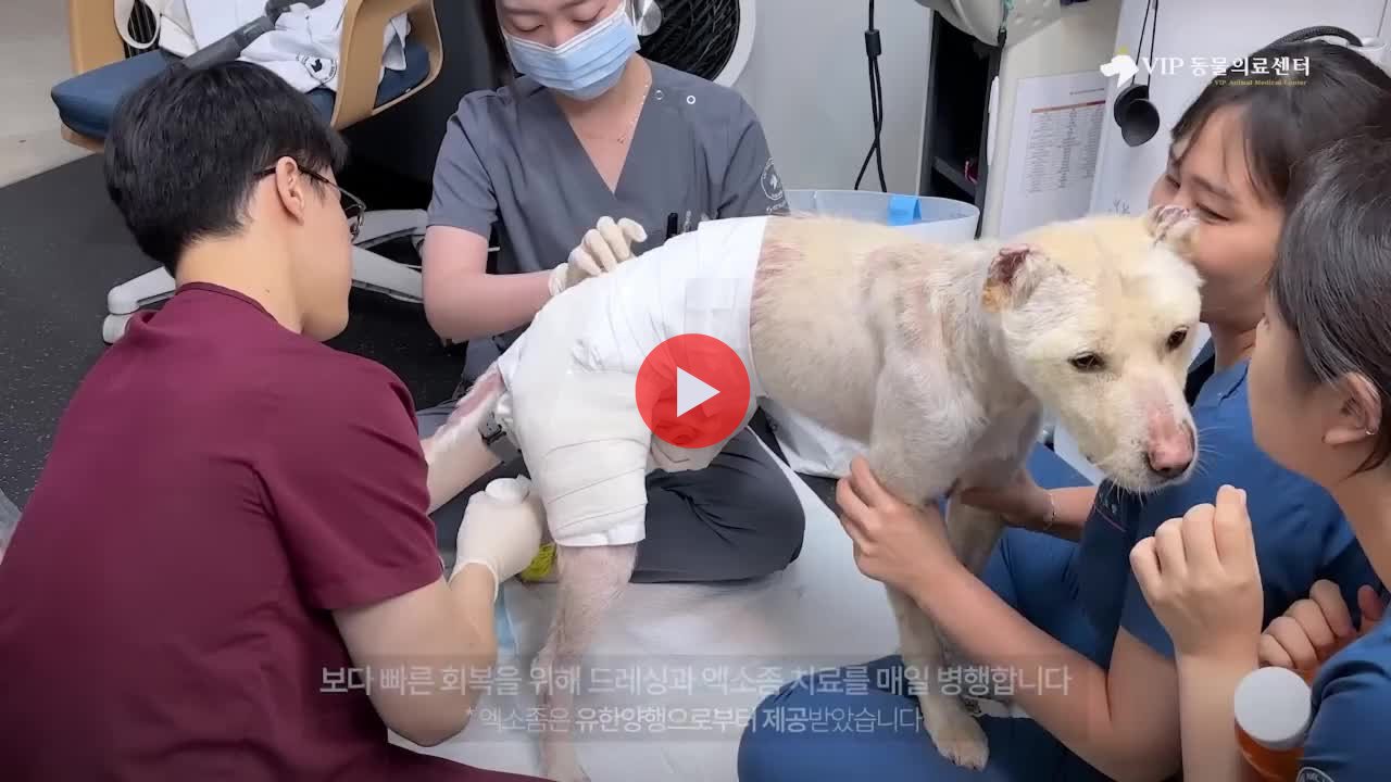 약혐) 최초 물고기 피부 이식술로 구사일생한 경북 괴물 산불 피해 강아지