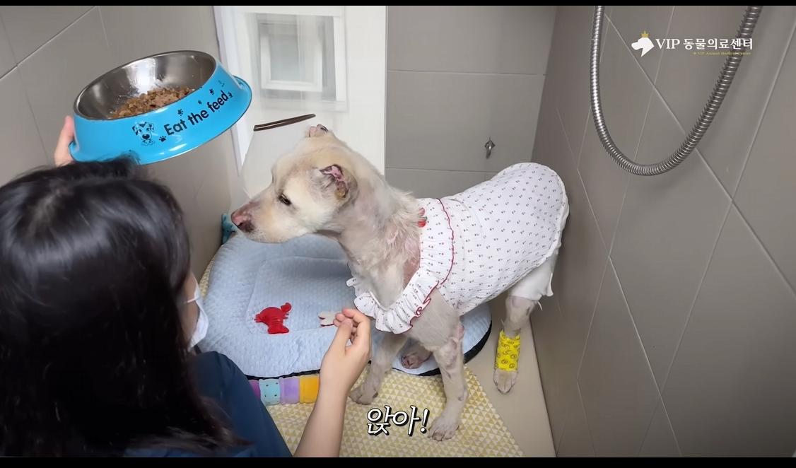 약혐) 최초 물고기 피부 이식술로 구사일생한 경북 괴물 산불 피해 강아지