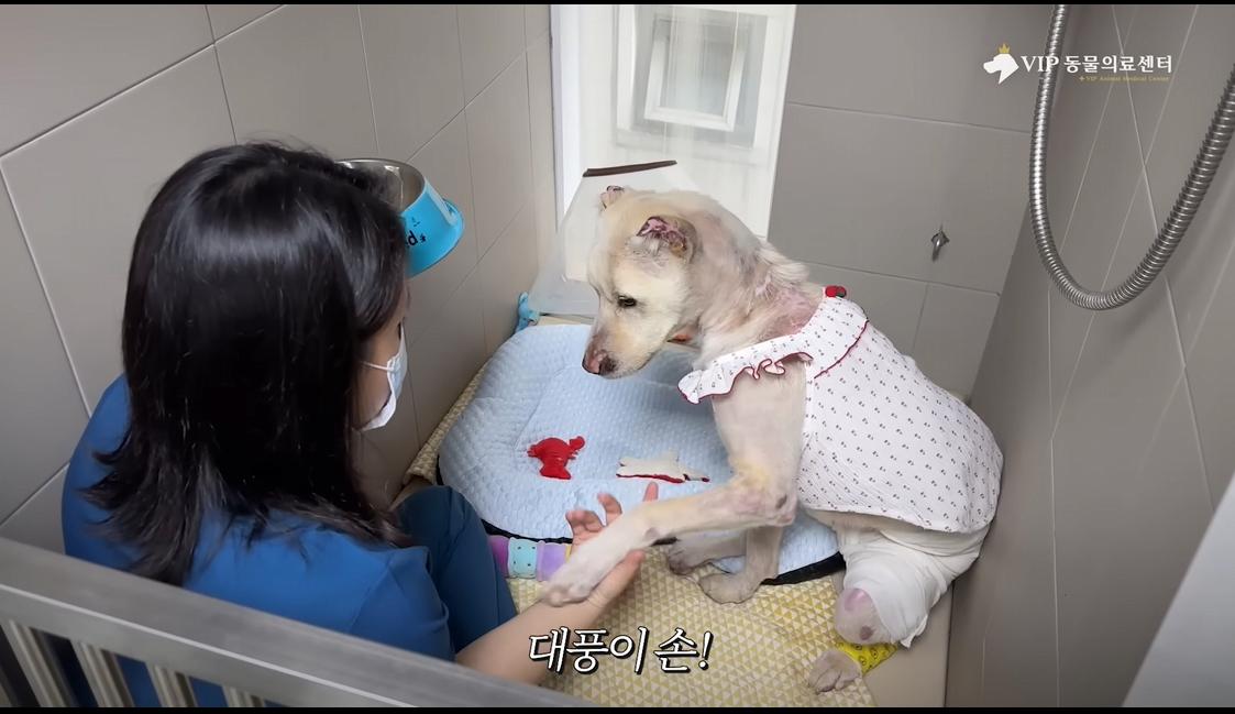 약혐) 최초 물고기 피부 이식술로 구사일생한 경북 괴물 산불 피해 강아지