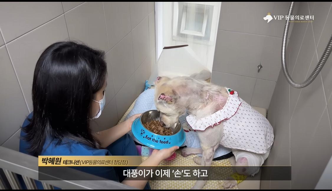 약혐) 최초 물고기 피부 이식술로 구사일생한 경북 괴물 산불 피해 강아지