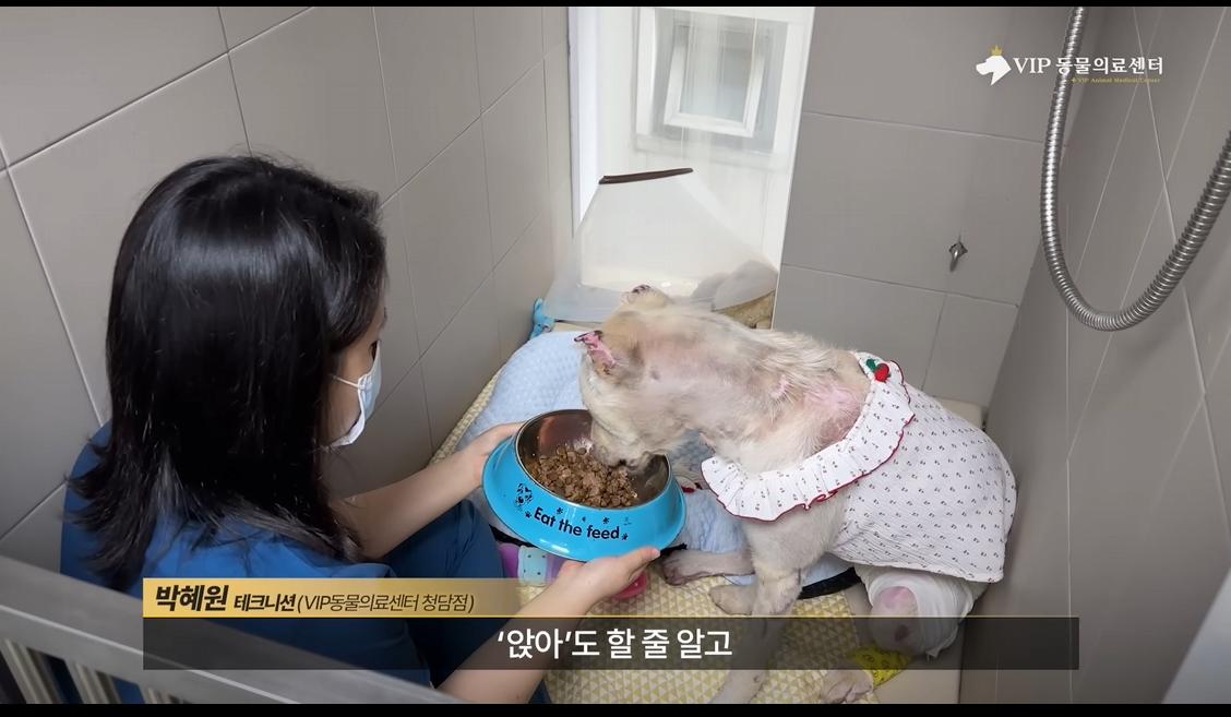 약혐) 최초 물고기 피부 이식술로 구사일생한 경북 괴물 산불 피해 강아지
