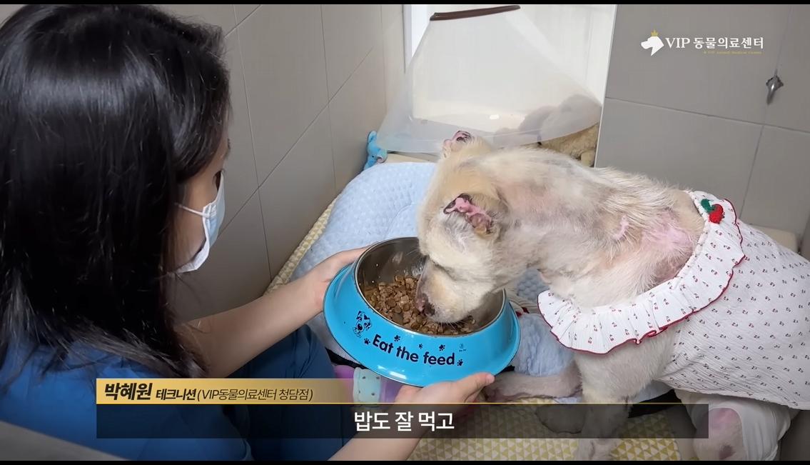 약혐) 최초 물고기 피부 이식술로 구사일생한 경북 괴물 산불 피해 강아지