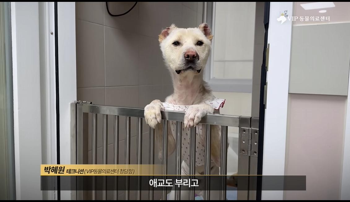 약혐) 최초 물고기 피부 이식술로 구사일생한 경북 괴물 산불 피해 강아지