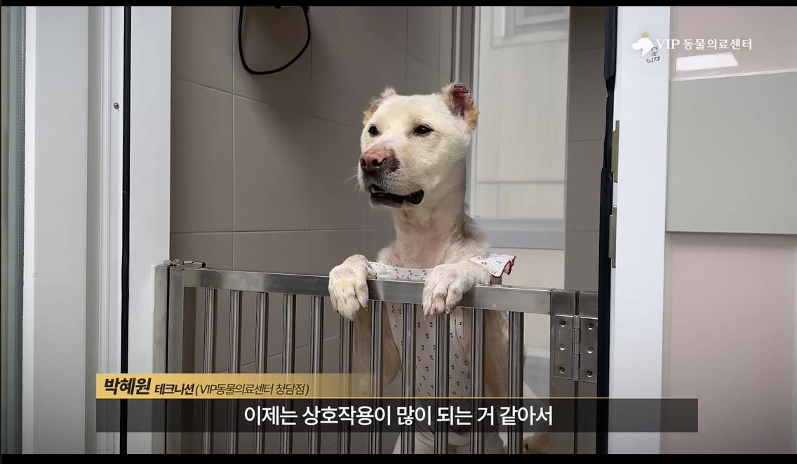약혐) 최초 물고기 피부 이식술로 구사일생한 경북 괴물 산불 피해 강아지