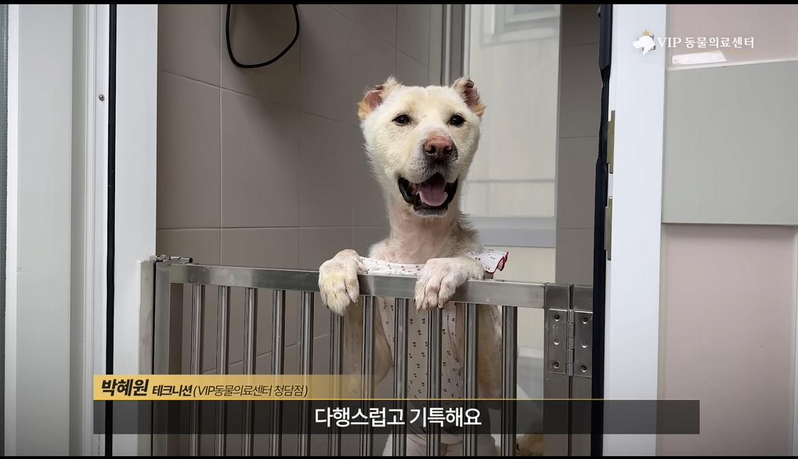 약혐) 최초 물고기 피부 이식술로 구사일생한 경북 괴물 산불 피해 강아지