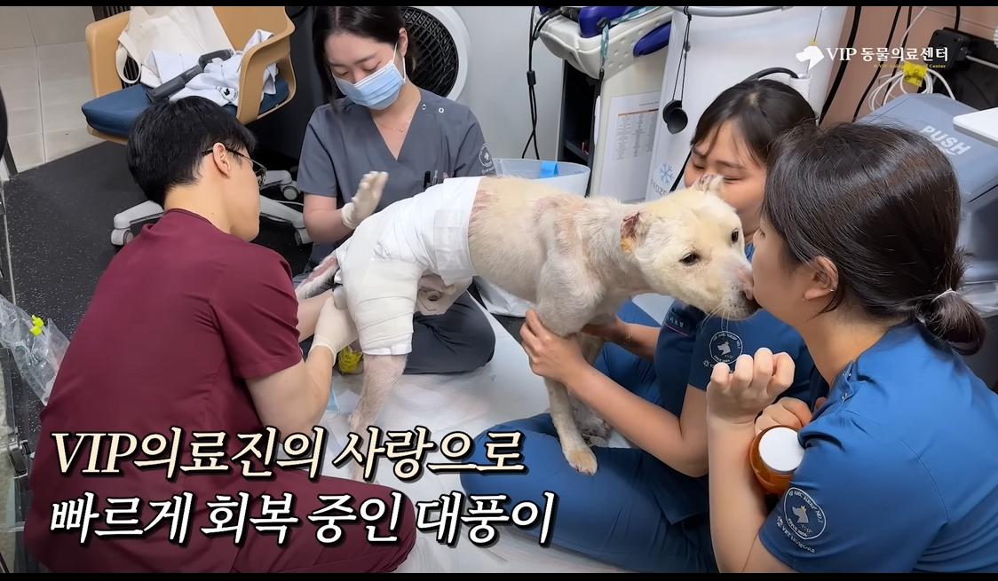 약혐) 최초 물고기 피부 이식술로 구사일생한 경북 괴물 산불 피해 강아지