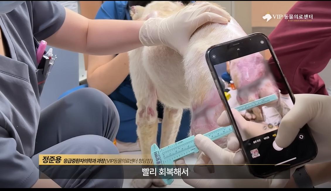 약혐) 최초 물고기 피부 이식술로 구사일생한 경북 괴물 산불 피해 강아지
