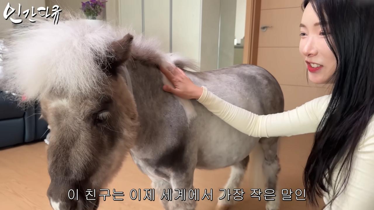 국내엔 단 한마리밖에 없는 세계에서 가장 작은 말을 키우는 모델