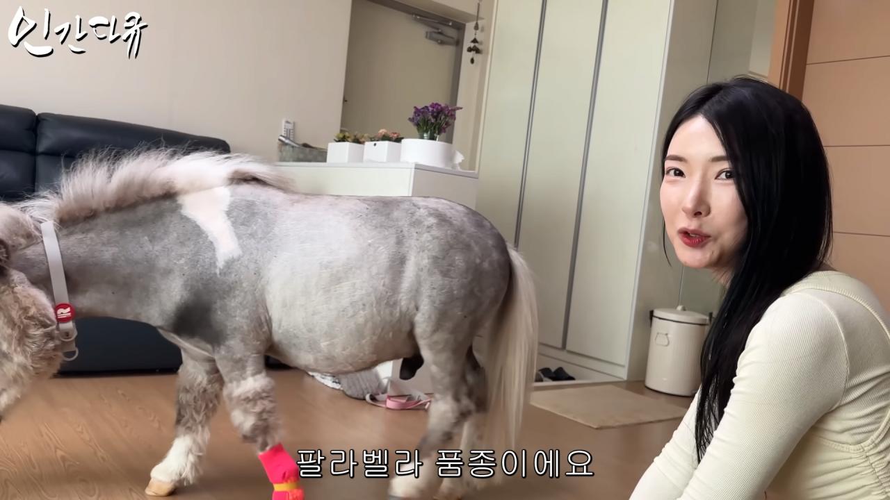 국내엔 단 한마리밖에 없는 세계에서 가장 작은 말을 키우는 모델