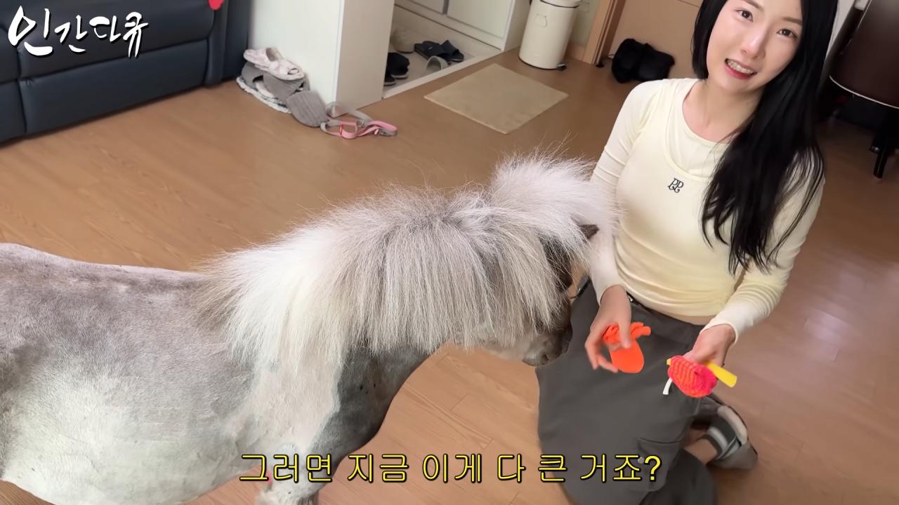 국내엔 단 한마리밖에 없는 세계에서 가장 작은 말을 키우는 모델
