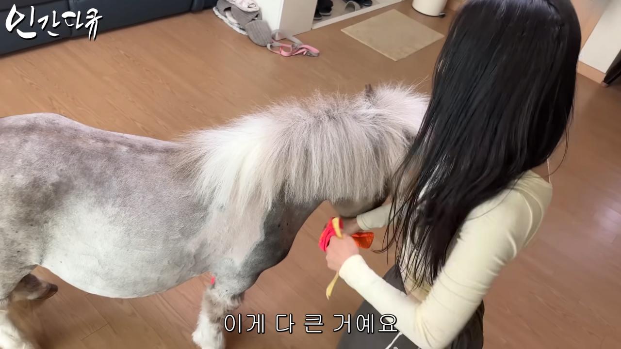 국내엔 단 한마리밖에 없는 세계에서 가장 작은 말을 키우는 모델